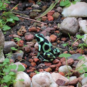 The Rainforest - Green and Black Poison Dart Frog and Others Exhibit
