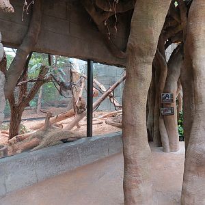 The Rainforest - Black Howler Monkey and Paca Exhibit