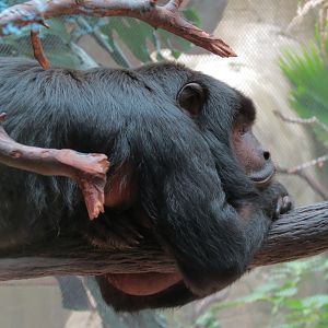 The Rainforest - Black Howler Monkey and Paca Exhibit
