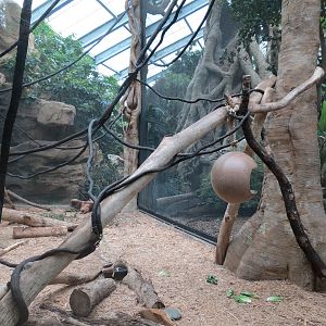 The Rainforest - Black Howler Monkey and Paca Exhibit