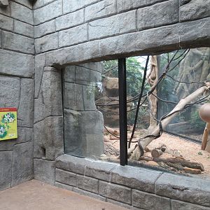 The Rainforest - Black Howler Monkey and Paca Exhibit