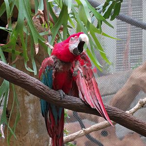 The Rainforest - Interior - Greenwinged Macaw