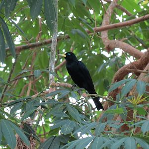 The Rainforest - Interior - Cacique