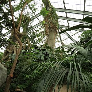 The Rainforest - Interior