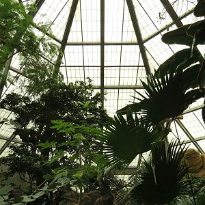 The Rainforest - Interior