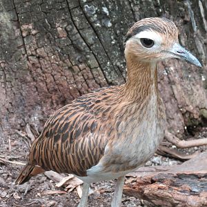 The Rainforest - Interior - Double-striped Thick-knee