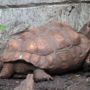 The Rainforest - Yellow-footed Tortoise Exhibit