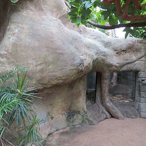 The Rainforest - Indian Python Exhibit