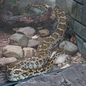 The Rainforest - Indian Python Exhibit