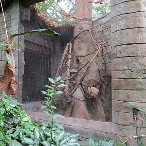 The Rainforest - Two-toed Sloth Exhibit