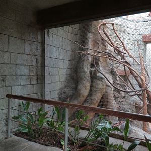 The Rainforest - Two-toed Sloth Exhibit