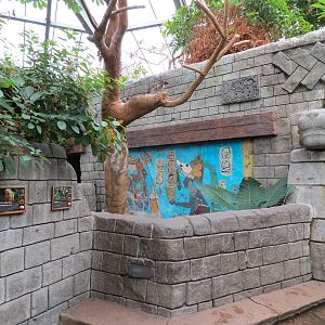 The Rainforest - Interior