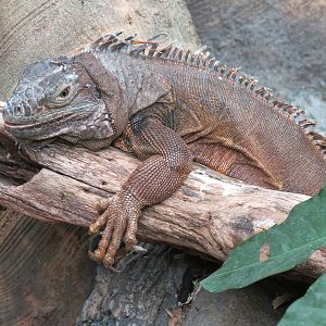 The Rainforest - Interior - Common Green Iguana