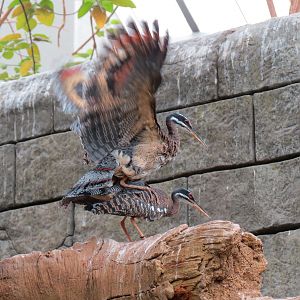 The Rainforest - Interior - Sunbittern