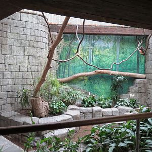 The Rainforest - Spectacled Owl Exhibit