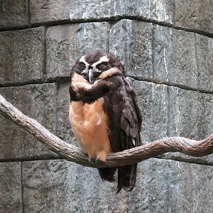The Rainforest - Spectacled Owl Exhibit