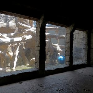 The Rainforest - Jaguar Exhibit