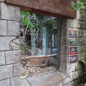 The Rainforest - Radiated Tortoise and Others Exhibit