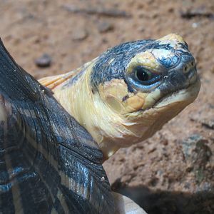 The Rainforest - Radiated Tortoise and Others Exhibit