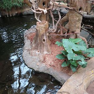 The Rainforest - Pond