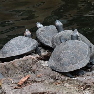 The Rainforest - Pond - Giant South American River Turtle