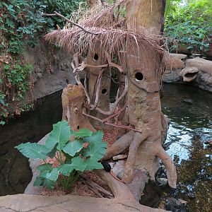 The Rainforest - Golden-headed Lion Tamarin Exhibit