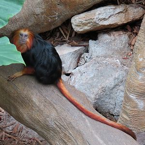 The Rainforest - Golden-headed Lion Tamarin Exhibit