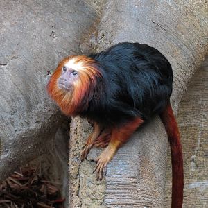 The Rainforest - Golden-headed Lion Tamarin Exhibit