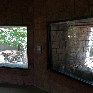 The Rainforest - Jaguar Exhibit