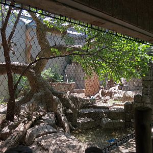 The Rainforest - Jaguar Exhibit