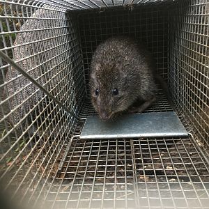 Gilbert’s Potoroo (Potorous gilbertii)
