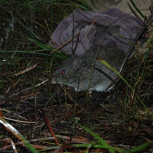 Gilbert’s Potoroo (Potorous gilbertii)