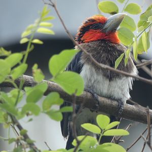 Brown-breasted Barbet