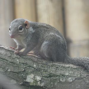 Belanger's Tree-Shrew