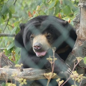 Sun Bear in a tree