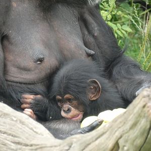 Young Western Chimpanzee