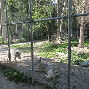 Grey Wolf Exhibit #1