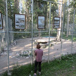 Grey Wolf Exhibit #2