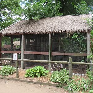 Tragopan Pheasant Exhibit