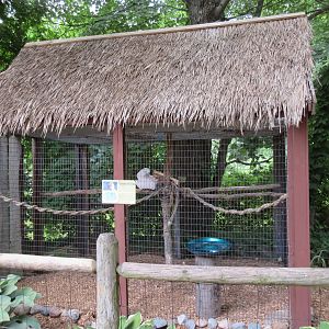 Moluccan Cockatoo Exhibit