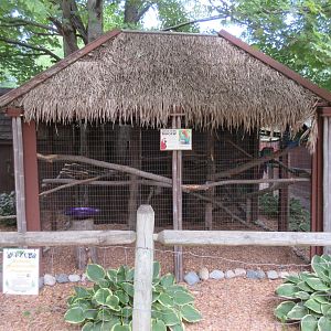 Green-Wing Macaw Exhibit