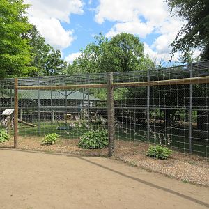 Patas Monkey Exhibit