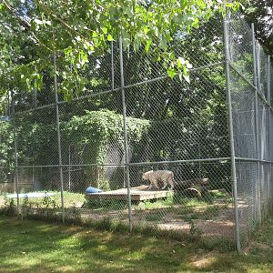 White Tiger Exhibit