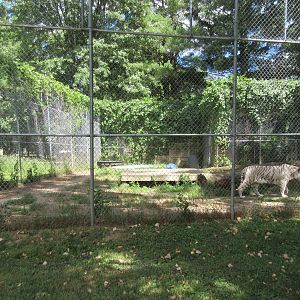 White Tiger Exhibit