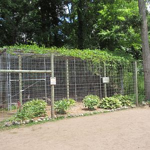 American Black Bear Exhibit