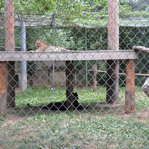 Leopard Exhibit