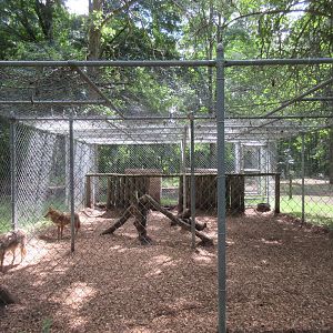 Coyote Exhibit
