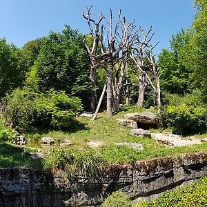 Spectacled bear & coati: viewpoint 1 panorama