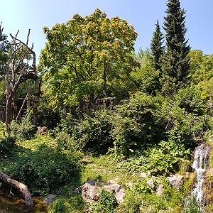 Spectacled bear & coati: viewpoint 3 panorama