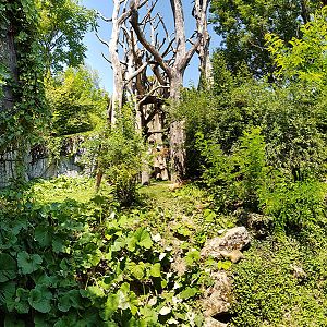 Spectacled bear & coati: viewpoint 4 panorama